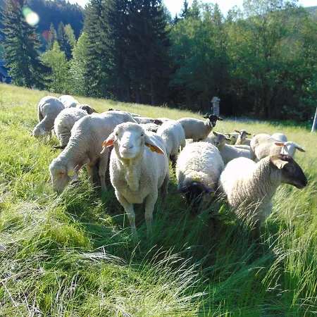 Medvedin * Dolni Misecky