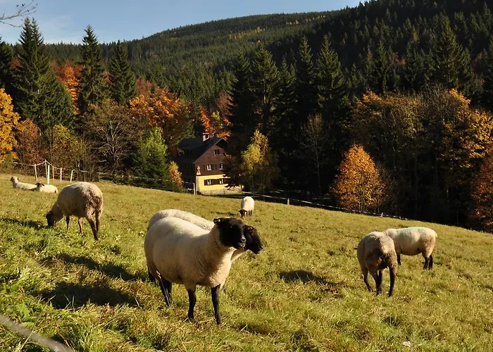 Medvědín
